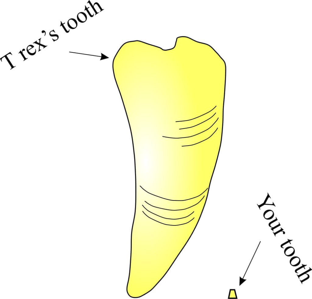 A T-Rex tooth compared to your tooth
