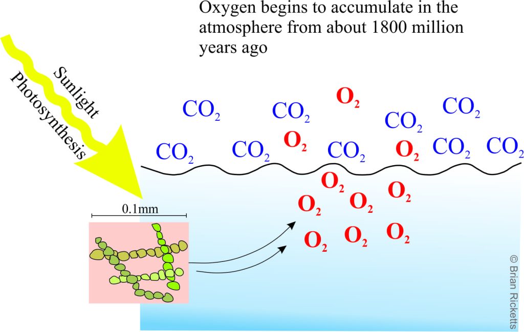 The accumulation of oxygen about 1800 million years ago