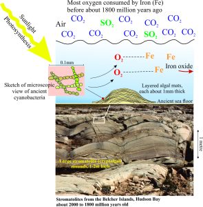 The influence of ancient bacteria-algae in photosynthesis and the production of oxygen