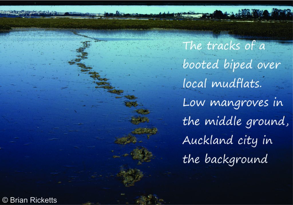biped tracks across a mudflat