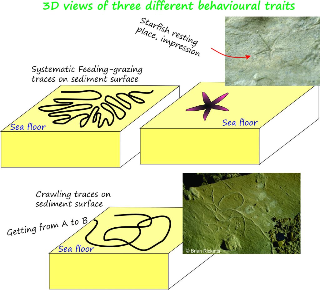 Some common trace fossil behaviours and traces-burrows-trails