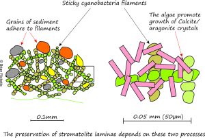 Diagram from a microscopic persepctive of algal filaments- the kind that constructed stromatolites