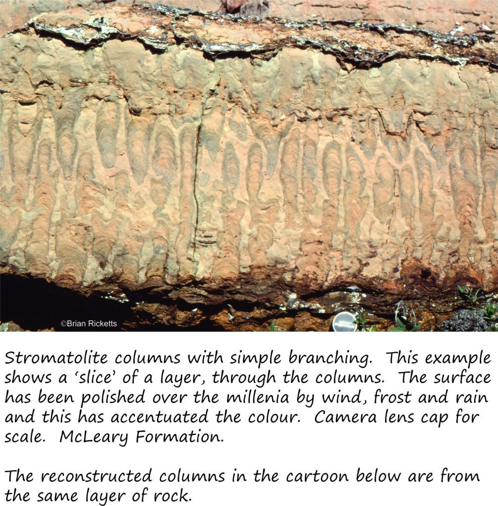 Som larger digitate stromatolite columns, cheek-by-jowl
