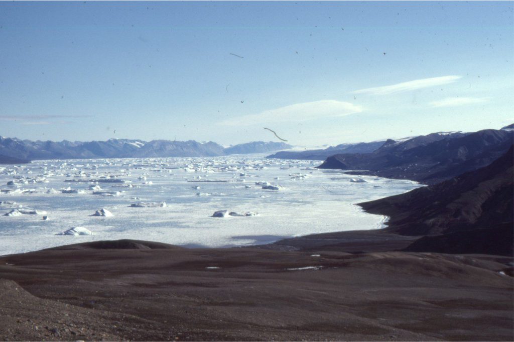 Dozens of icebergs caught in sea ice, Otto Fiord, Ellesmere Island. The icebergs calve from the glacier at the end of the fiord. This photo was taken 1985 - how much sea ice remains?