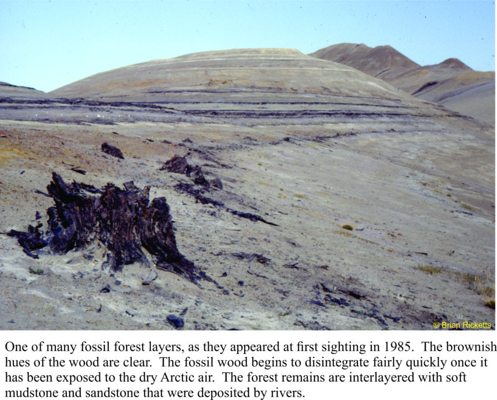 Exhumed stumps, about 45 million years old, at Geodetic Hills