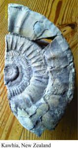 A Jurassic ammonite from Kawhia, NZ