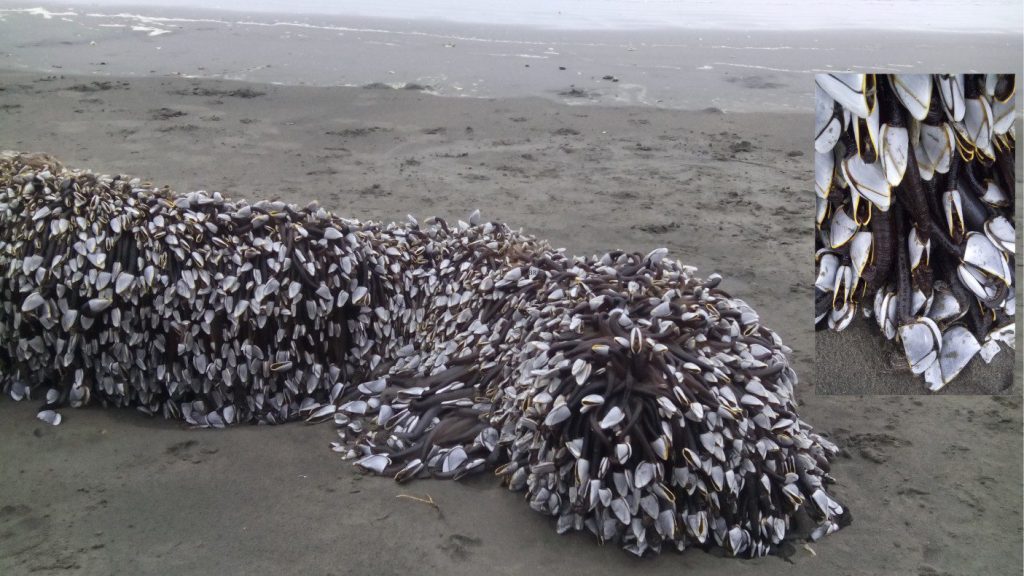 A gaggle of Goose Barnacles (Lepas anatifera), west coast New Zealand, near Raglan.  The inset emphasizes the shelly plates of individuals and their long 
fleshy stalks