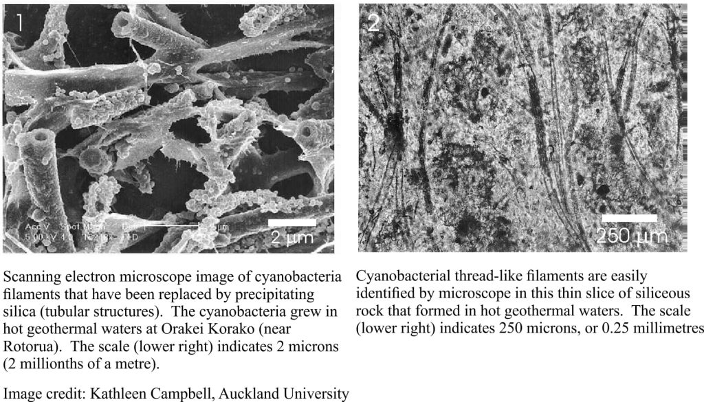 SEM and optic microscope views of cyanobacteria in geyserite, NZ