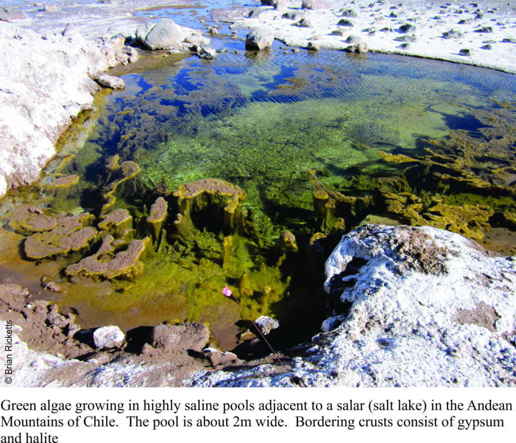 Green algae in a hypersaline pool, Chilean Alti Plano