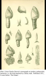 Diagram of goose barnacles from Darwin's monograph 1851.