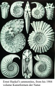 Ernst Haekel's beautifully detailed drawings of ammonites, 1904.