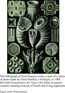 Ernst Haekel's lithograph of Rugose corals
