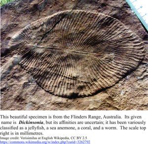 The Ediacaran fossil Dickinsonia from Flinders Range, Australia