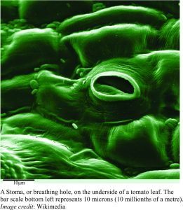 microscope image of stoma breathing holes on a tomatoe leaf