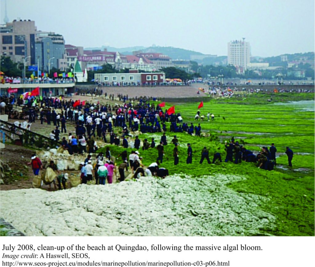 The aftermath of an algal bloom on a beach in China, 2008.