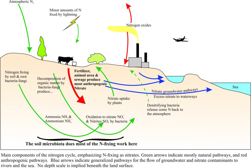 The nitrogen cycle diagram