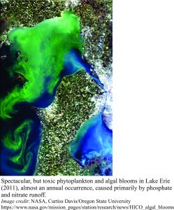 Phytoplankton and algal bloom in Lake Eries, 2011