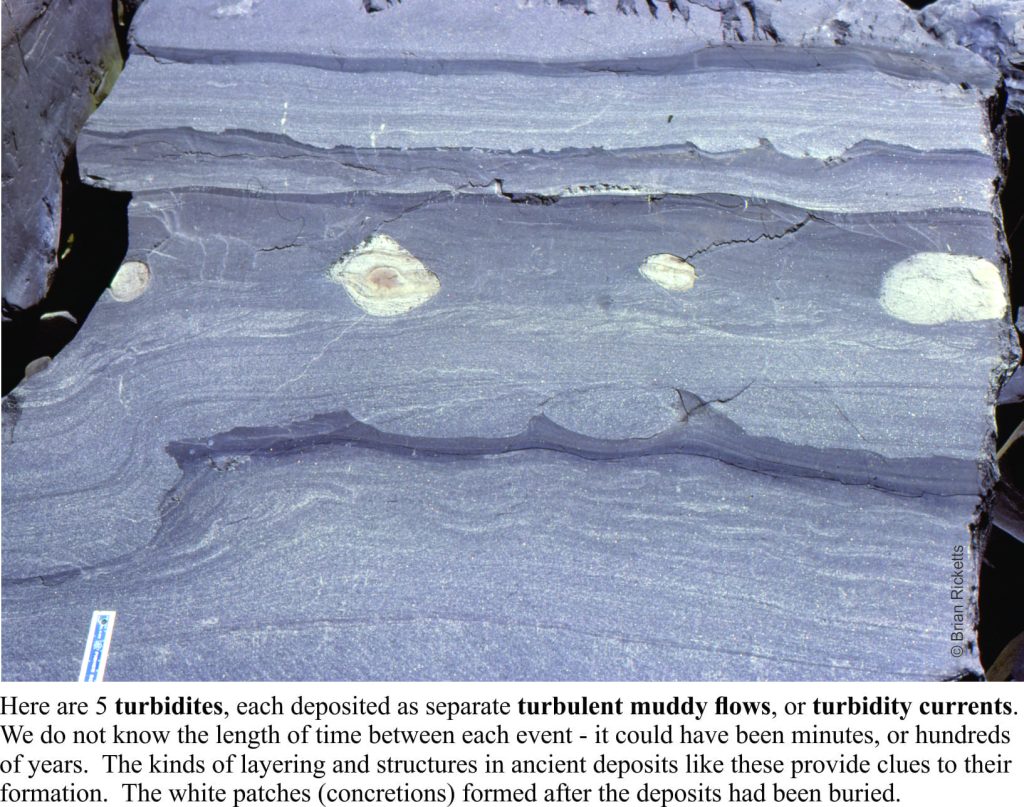 Some details of turbidite beds showing complete and partial Bouma intervals