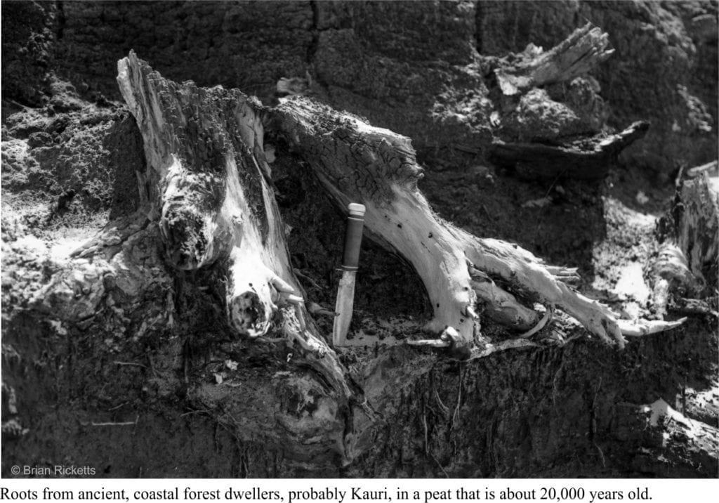 Kauri roots in a peat, about 20,000 years old