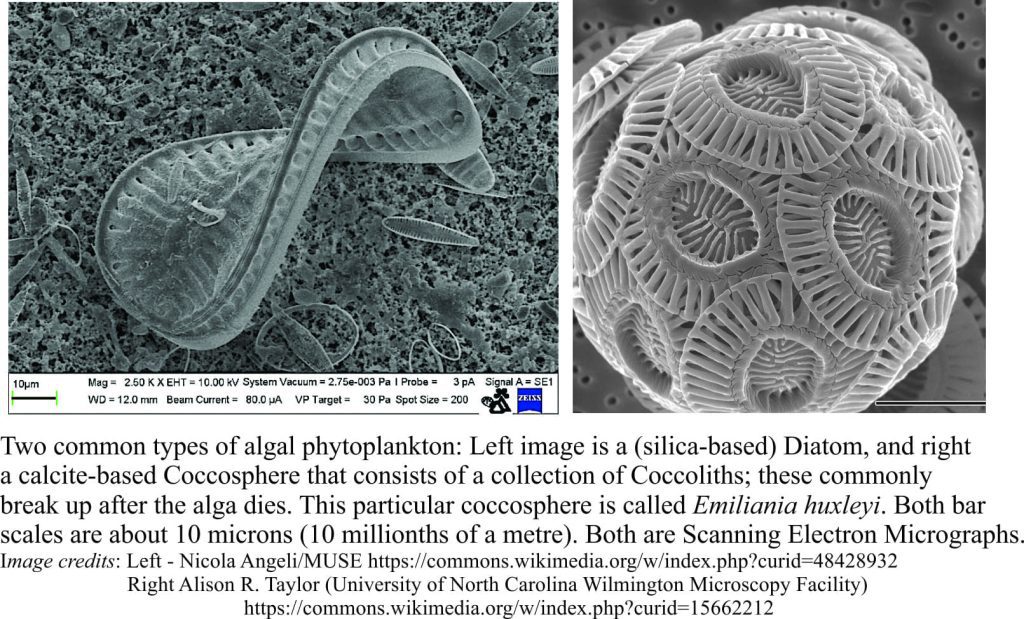 SEM micrographs of a siliceous diatom (left), and calcareous coccoliths (right)