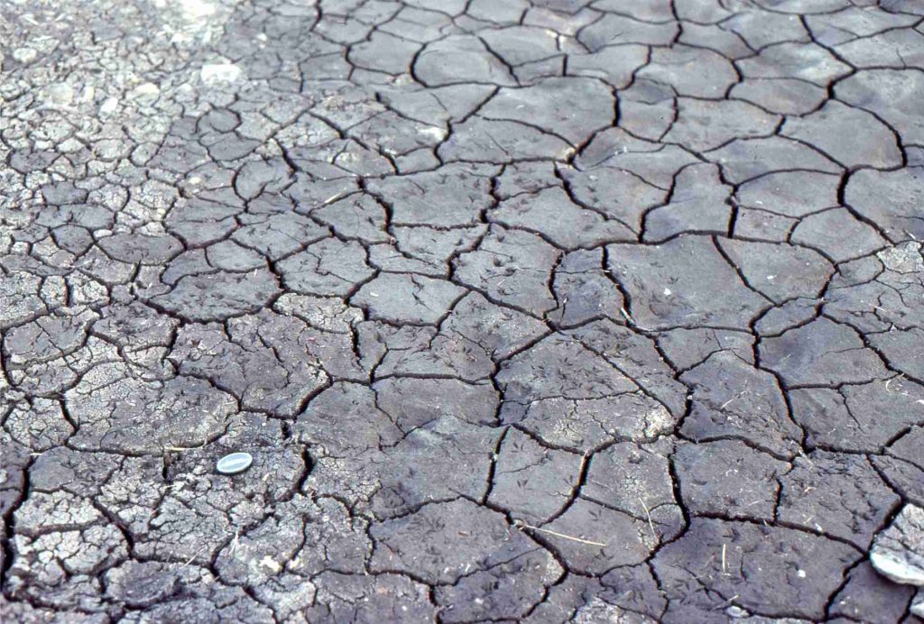 Recent mudcracks, showing typical polygonal geometry. The edges of some have begun to turn upwards.