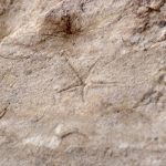 star fish trace fossil