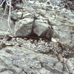 Coalified wood fragment (outlined), intensely bored by Miocene Toredo-like marine worms, Waitemata Basin, Goat Island Marine Reserve.