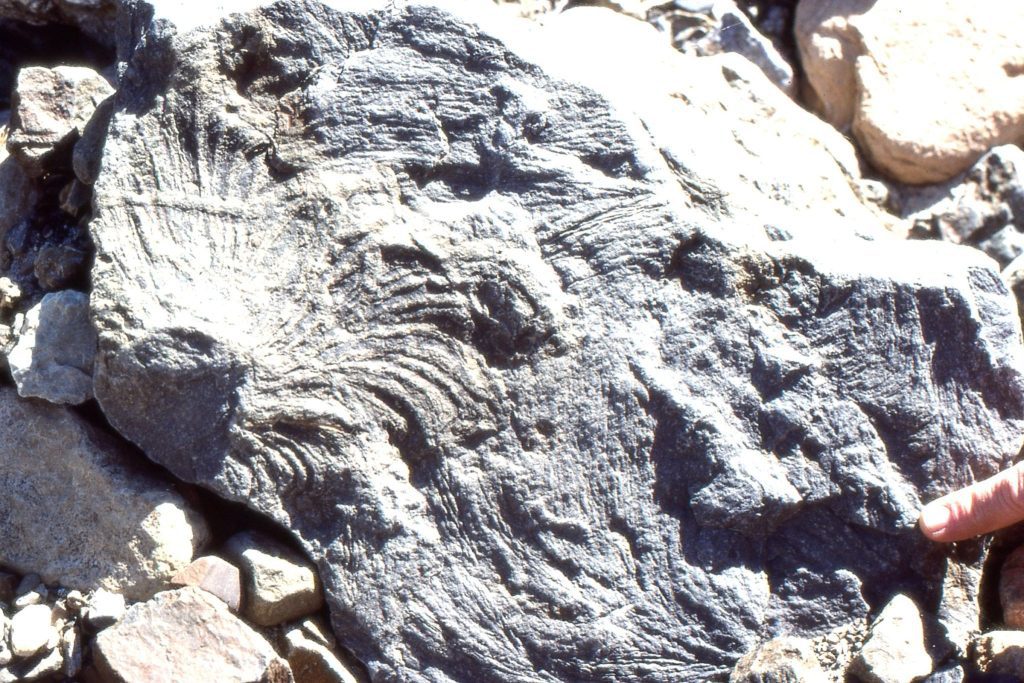 A Permian Zoophycus trace fossil, viewed looking down on bedding. The typical corkscrew pattern usually trends downward into the sediment.