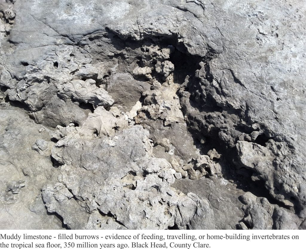 Mud-filled burrows in Carboniferous limestones, Burrens, Ireland