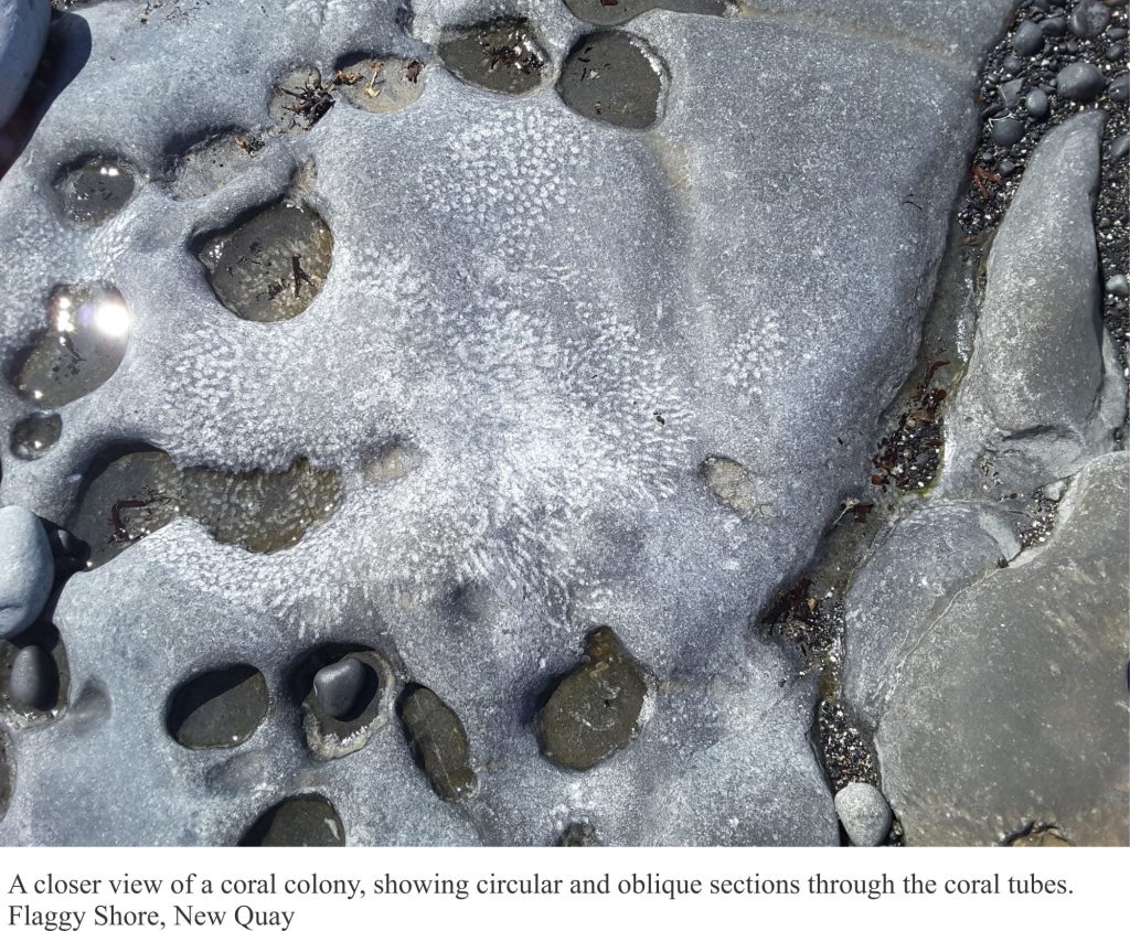 Detail of coral colonies exposed in Carboniferous limestone, Burrens, Ireland