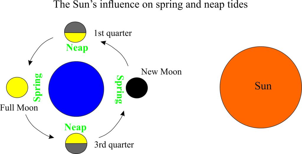 The sun's influence on spring and neap tides