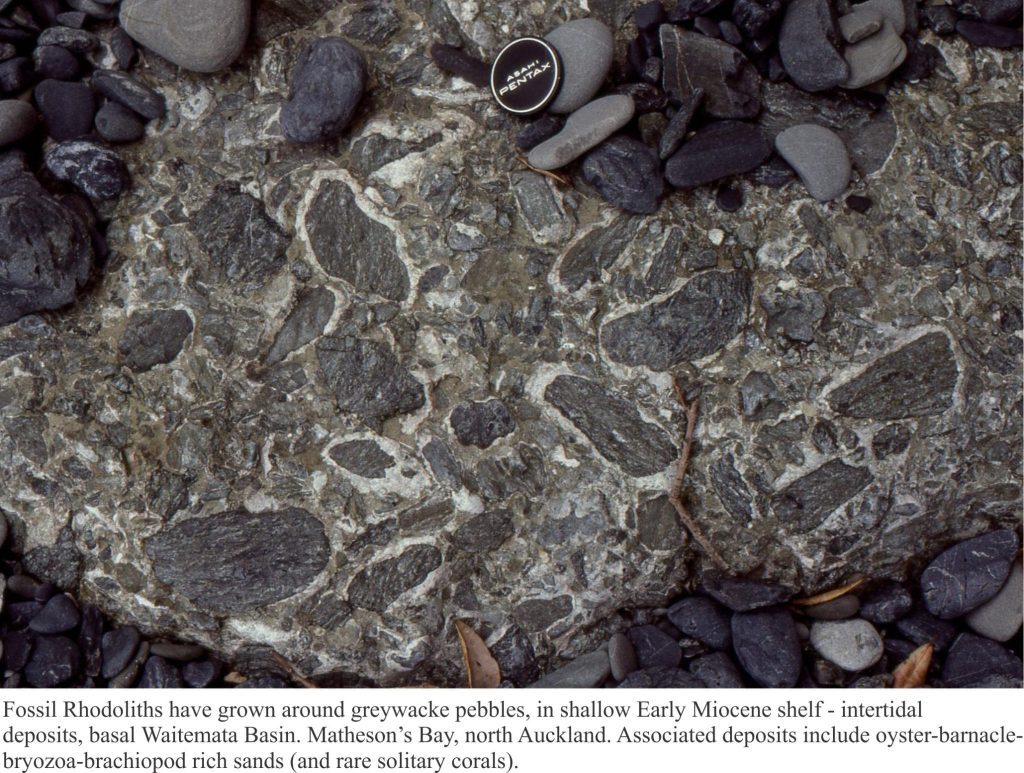 Coralline algae that have grwn as crudely concentric rhodoliths. Miocene, Waitemata Basin, NZ