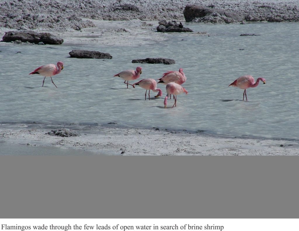 Flamingos feeding on brine shrimp