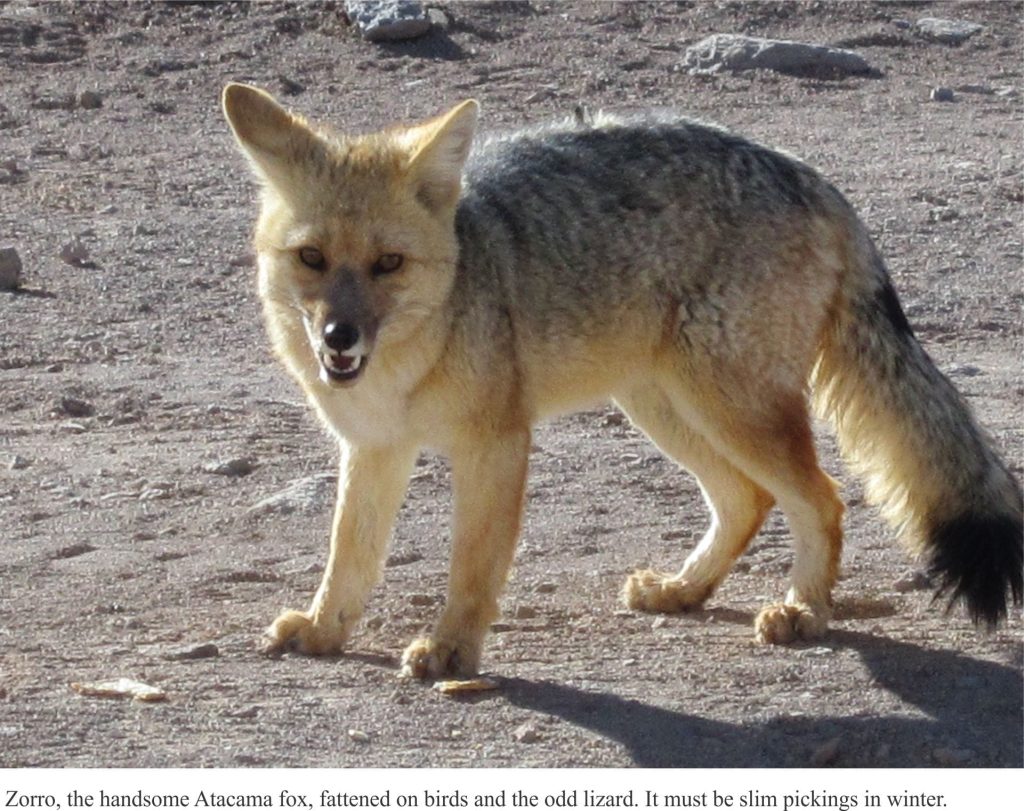 Zorr, the Atacama fox