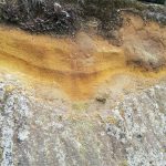 soil on co-ignimbrite ash