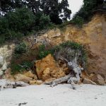 hydrothermal-soil weakening of ignimbrite