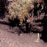 permafrost soil