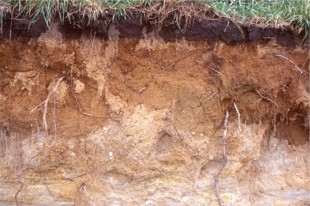 Top soil profile with an organic layer at top, grading downwards to sandy parent material.