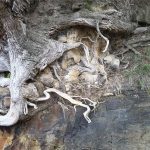 weakening of ignimbrite by tree roots