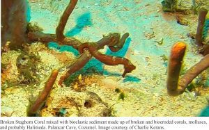 broken staghorn coral