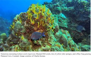 tube sponges palancar cave reef