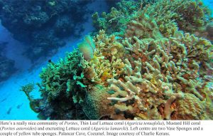 porites coral community