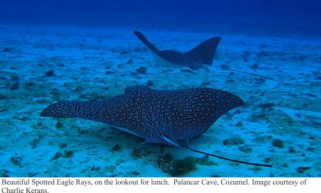 Fore reef carbonate factory, surveyed by Eagle rays