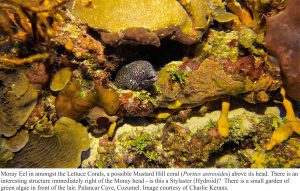 moray eel palancar cave reef