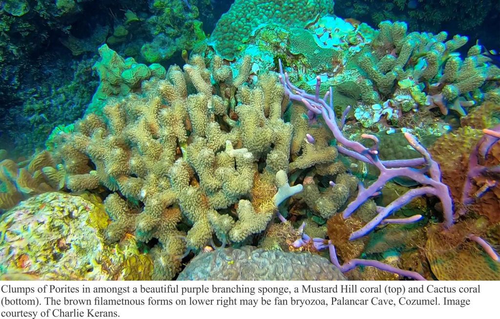 Structural components of coral reefs; Porites, bryozoa, purple sponges