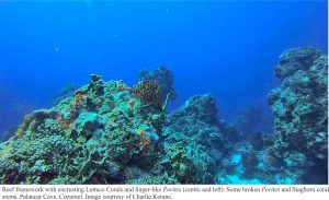 palancar cave reef corals