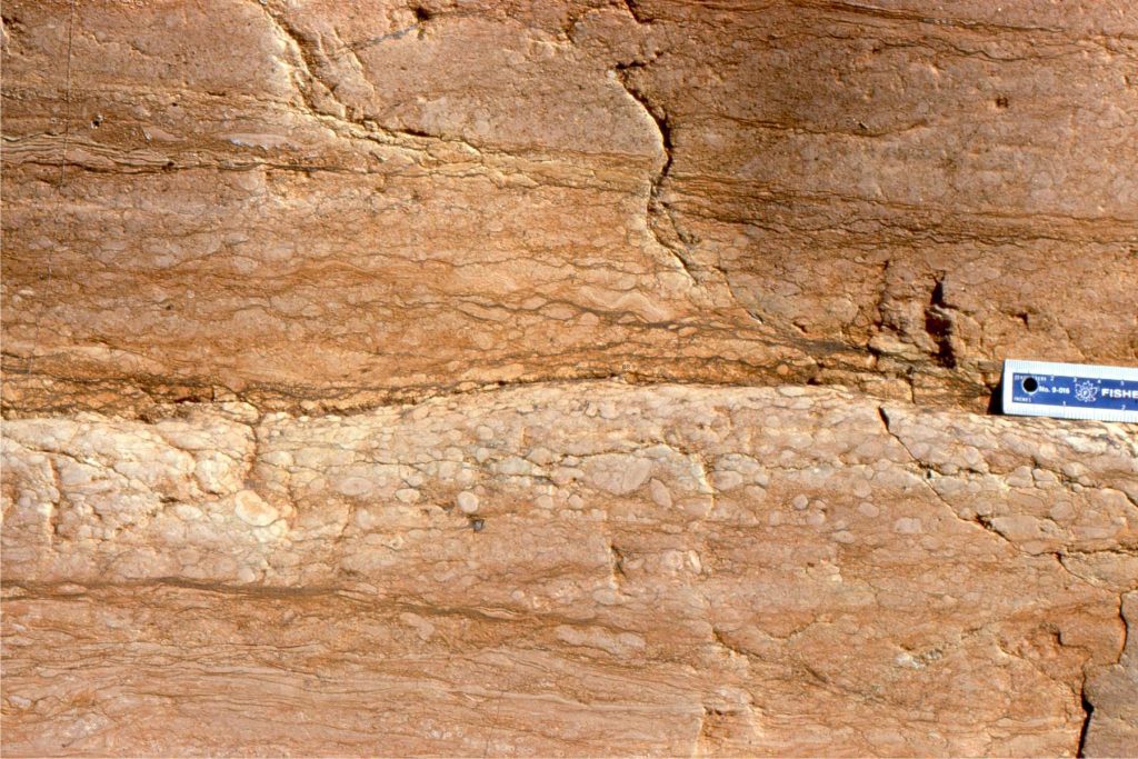 A Precambrian caliche (carbonate crust - below the scale) containing spheroidal, interlocking pisoliths. The ancient cementation front merges downward into the underlying carbonate mudstone.
