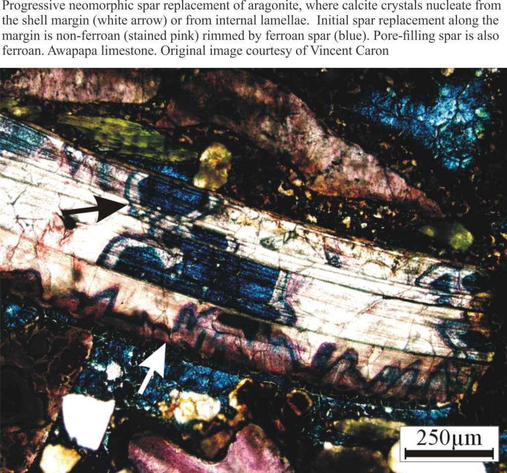 Thin section image of ross-cutting neomorphic calcite in bivalve