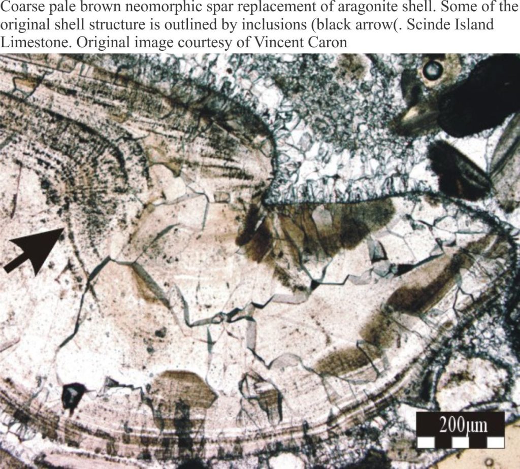 Neomorphic calcite in bivalve