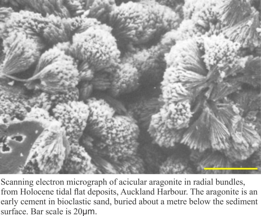 SEM micrograph of radial aragonite clusters in intertidal sands, Auckland, NZ
